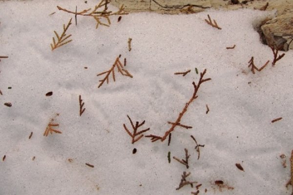 雪泥鸿爪对应的生肖是鸡，源于鸡的脚印与鸿爪相似。-红迪亚