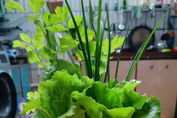 Romaine叶英文名及寓意-红迪亚