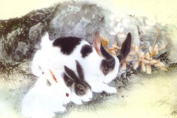 1987年火兔命解析-红迪亚