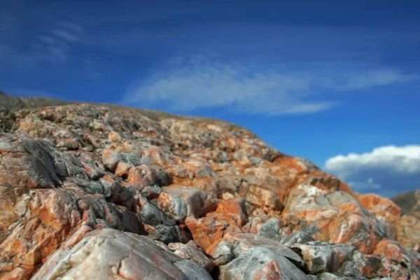1981年属鸡，金鸡之命。石榴木命者性格坚毅，五行中金为主且可能缺水。金鸡之人目标清晰、逻辑冷静，面对困境不屈不挠。-红迪亚