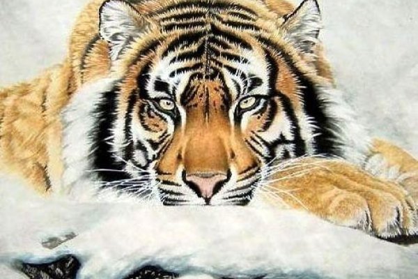 1926年属虎生肖。-红迪亚