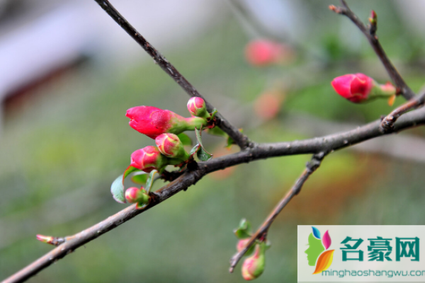 2023年立春躲春注意事项-红迪亚