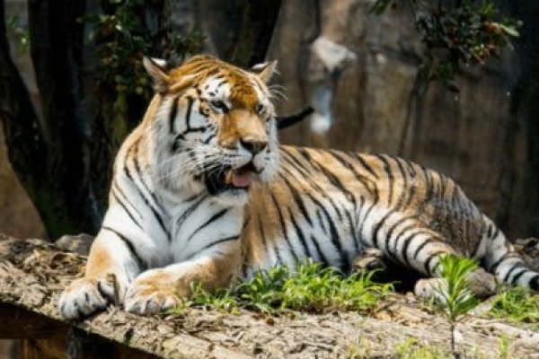 20-30岁属虎人年龄对照表，根据您提供的内容，以下是部分年份出生的属虎人的实际年龄和虚龄年龄，，1926年出生: 今年是周岁98岁或实岁99岁。，出生年份与年龄关系，在一般情况下，出生于该年的属虎人在接下来的岁月中将迎来一定的年龄段。，其他出生年份信息，具体到每年的实际情况可能因个人生日等因素有所不同。例如，生于特定月份的人可能会比一般同龄人多一岁左右的虚龄。，总之，关于具体的年龄数据需结合当前的实际状况进行判断。-红迪亚