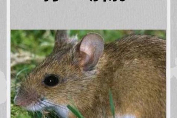 卑躬屈膝打一动物，答案揭晓，羊/狗/袋鼠成谜！-红迪亚