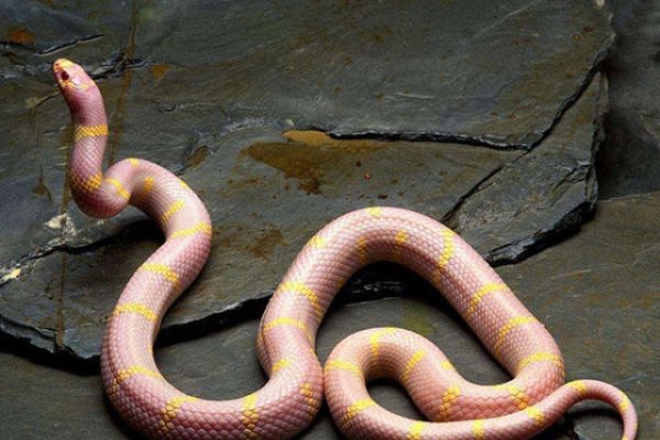 1977年属蛇，火蛇之命与沙中土命解析-红迪亚