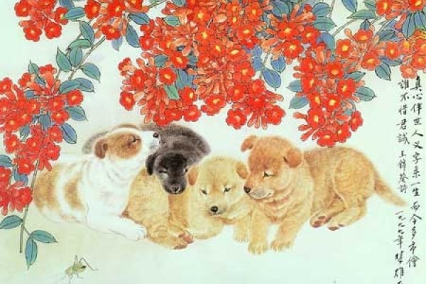 1982年属狗人2013年运程展望-红迪亚