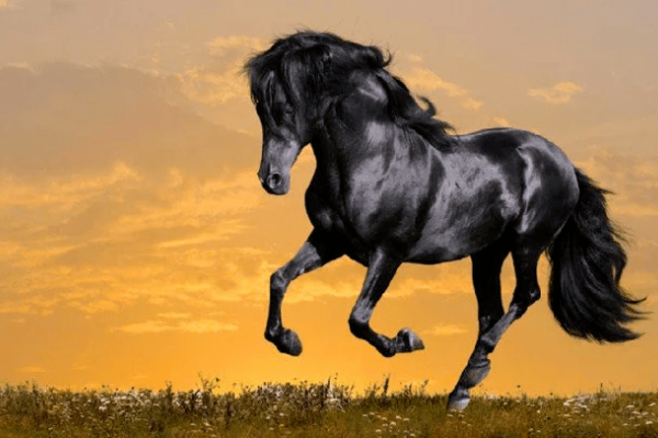 2024年属马者需谨慎防范的一个人物类型-红迪亚