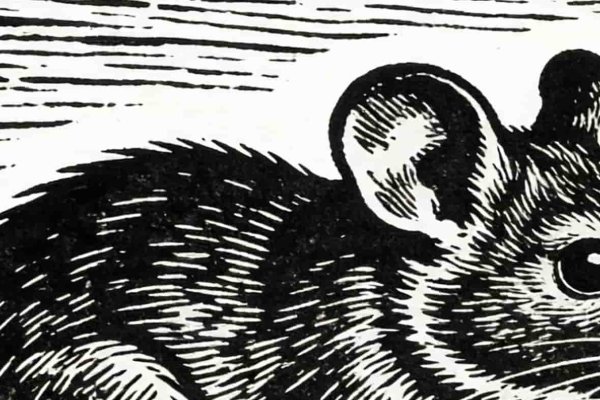 2024属鸡要小心一个人-红迪亚