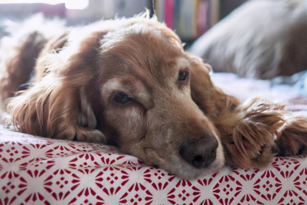 2024年属狗者需谨慎防范的一个人物类型-红迪亚