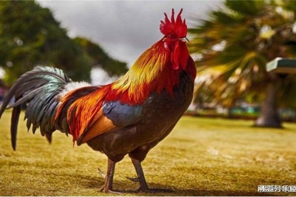 2023年属鸡之人的双重喜庆-红迪亚