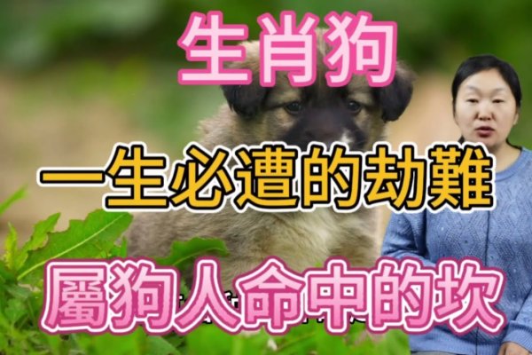 患难与共猜生肖，答案是，狗-红迪亚