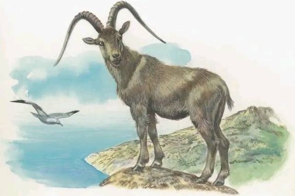 属羊与生肖配对，解析性格差异与挑战，探寻幸福之道-红迪亚