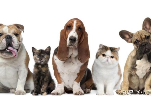 狗狗英文名洋气系列-红迪亚