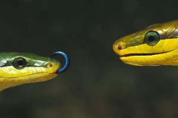 属蛇最配生肖,根据传统民俗文化,属蛇的人与以下属相最为般配,猴、牛。他们之间有着相互补充的关系,可以携手共进,互相促进。此外,属鸡和属狗也常被视为吉祥的配对之一。具体来说,属蛇人与属猴人堪称天生一对,都能在工作中表现出色;而属蛇男性和属兔女也能形成和谐稳定的家庭关系。无论是在感情上还是事业中,他们都展现出彼此欣赏和支持的一面。-红迪亚