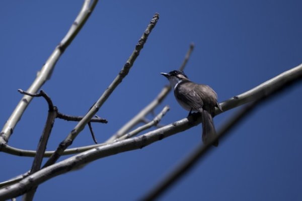 惊弓之鸟生肖鸡-红迪亚