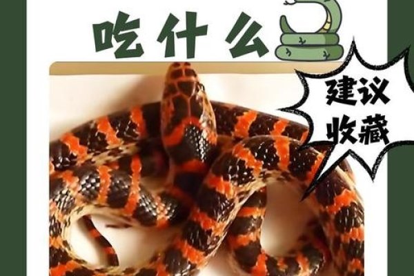 霜露之疾指的是生肖蛇。-红迪亚