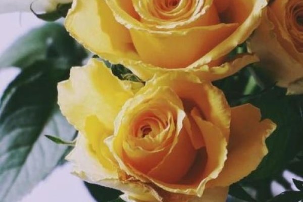 5月14日,玫瑰与黄色情人节。-红迪亚