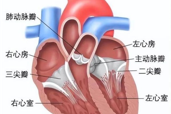 蕊音义解析及结构详解-红迪亚
