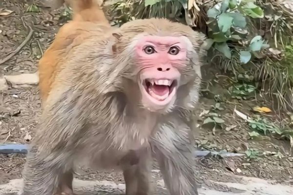 猴子表情大赏-红迪亚