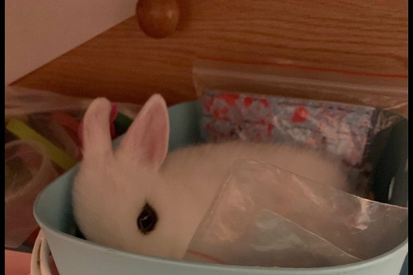 兔子名字大全，常见可爱的兔子名称，包括小巴、小白、果冻等，还可结合外观特点或品种如捷克、玛奇兔等来起名。-红迪亚