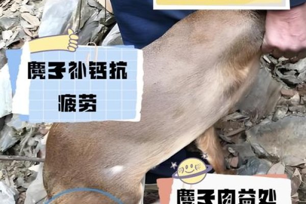 麂子入梦寓意深解析-红迪亚