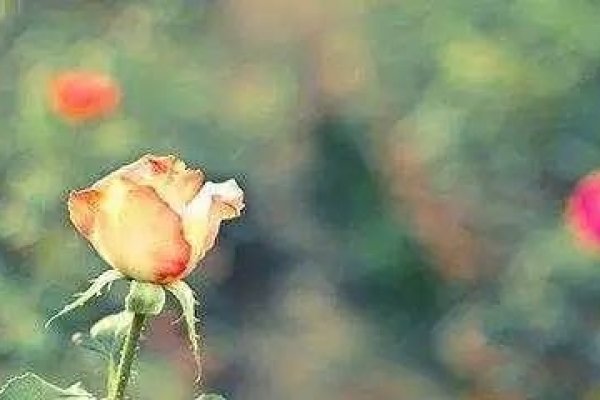 狮子座男人爱情保鲜期-红迪亚