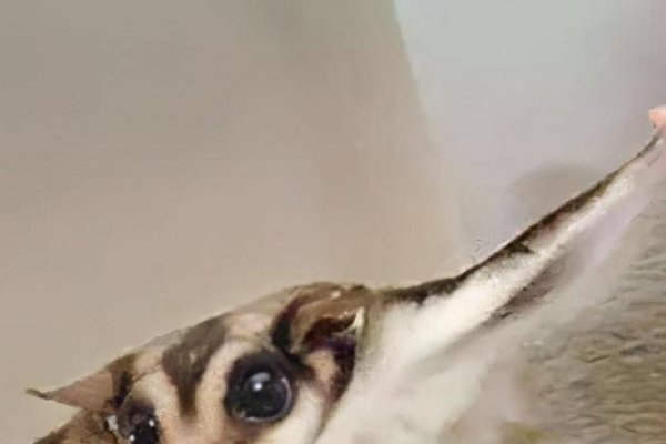 靖字辈最霸气的名字及宠物昵称建议，靖字辈霸气命名，狗狗专属炫酷网名大放送！-红迪亚