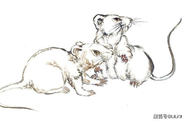 夜不能寐与生肖鼠紧密相关，基于其夜间活动的特性。-红迪亚