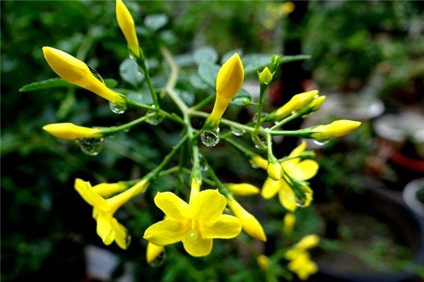 迎春花重瓣品种名称-红迪亚