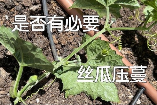 因地制宜与生肖之谜-红迪亚