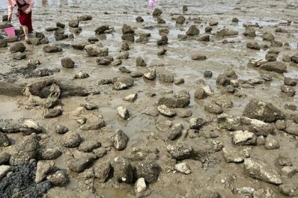 阳江海陵岛赶海热门地点-红迪亚