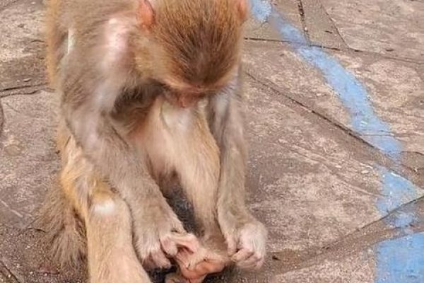 有手有脚生肖猴-红迪亚