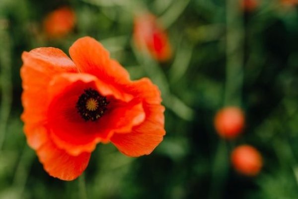 一厢情愿生肖猪-红迪亚