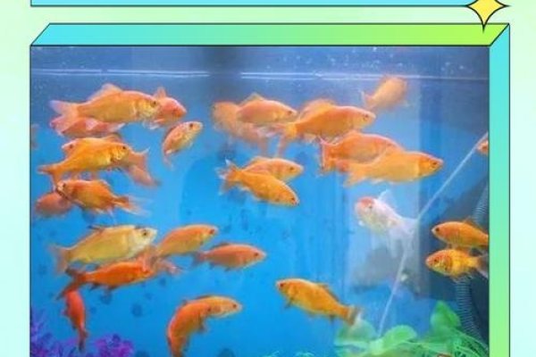 养鱼数量与风水，揭秘不同数量的鱼对财运的影响及注意事项，建议，养几条鱼旺财？鱼缸摆放须知，了解这些才能招好运！-红迪亚