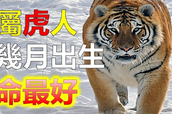 有勇无谋指的生肖，虎。-红迪亚