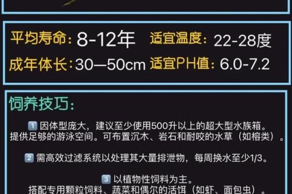 招财鱼品种解析，金鱼与黄颡鱼的财富象征及养鱼风水建议-红迪亚