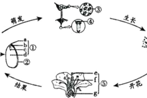 周而复始指的是生肖鼠，循环往复的象征，新的开始与结束紧密相连。-红迪亚