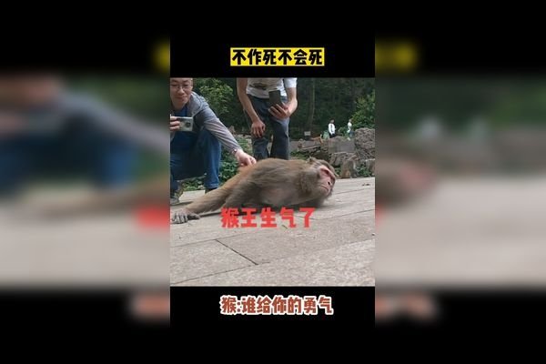 抓耳挠腮猜生肖，猴，解析，抓耳挠腮形象地描绘猴子焦急、烦躁或思考时的典型动作，因此猜测该成语描述的动物是猴。-红迪亚