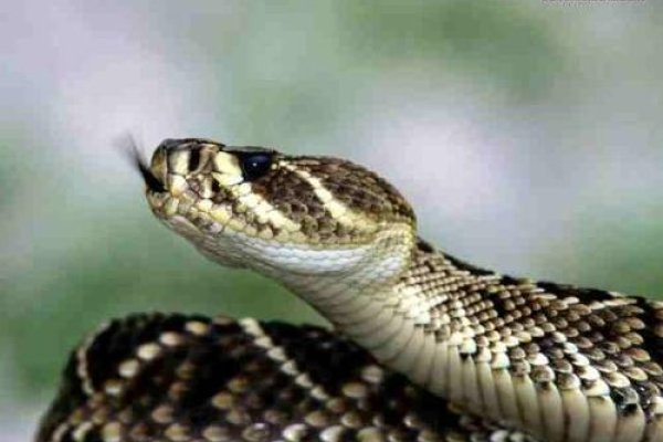 周公解梦大全查询与解析，涵盖梦见捡蘑菇、蛇、鬼等梦境的吉凶预测及详细解读-红迪亚