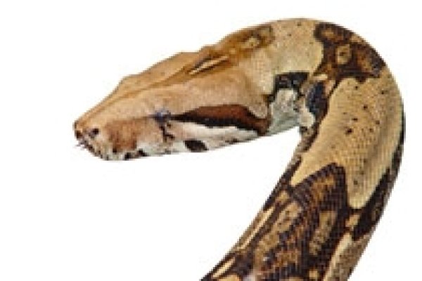 周公解梦大蛇-红迪亚