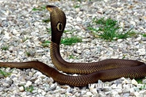 周公解梦详解,梦见蛇等梦境的象征意义与预测吉凶的解读-红迪亚