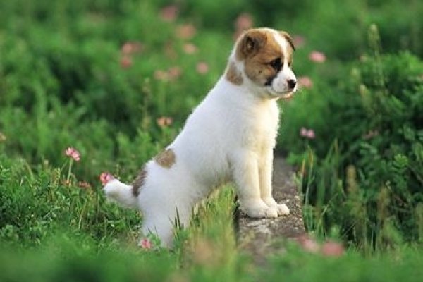 周公解梦，狗咬人寓意何意？-红迪亚