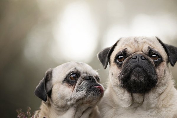 周公解梦大全，免费查询与深度解读梦境的指南-红迪亚