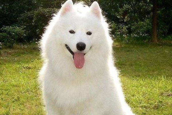 做梦被狗咬，梦境解析与预示，简洁明了地概括了文章的主要内容，对梦中被狗咬的各种解读和预测进行了梳理和分析。-红迪亚