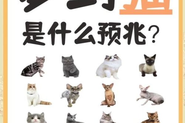 做梦梦见猫的寓意解析，好运、财富与情感象征-红迪亚