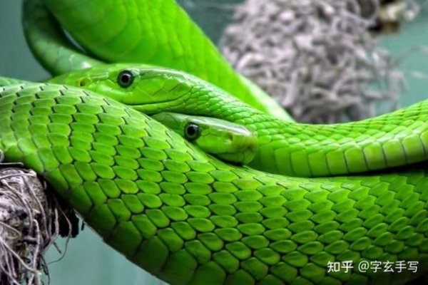 做梦梦见大蟒蛇的不同解析与预示建议，梦境中的绿色巨蟒，暗示了什么？-红迪亚